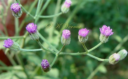  Inflorescence-Corymbose